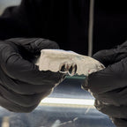 Canine | Incisor Set