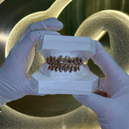 Perm Cut Plain Grillz